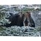 Hello Mr. Moose by Brenda Petrella Photography LLC 20" x 16" Canvas Wall Art